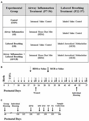 Asthma Induction During Development and Adult Lung Function, Behavior and Brain Gene Expression